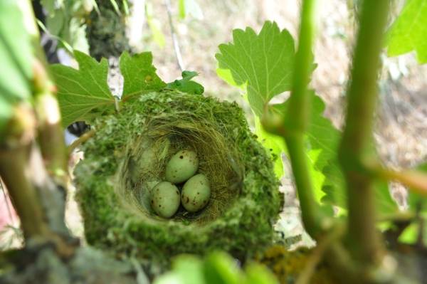 Biodiversiteit in de wijngaard (Foto: Pierre Bise)