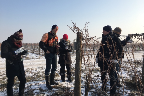 Gentle Pruning door studenten MW (Foto: Jane Skilton)