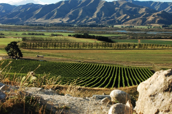Ostler wijngaarden (North Otago)