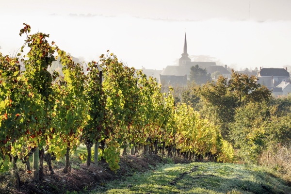 Clos du Papillon