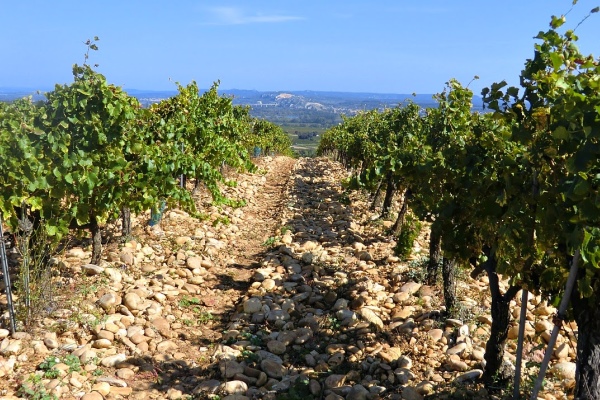 De karakteristieke galets van Chateauneuf-du-Pape 