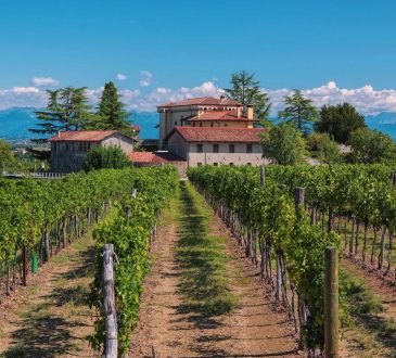 Friuli wijngaard