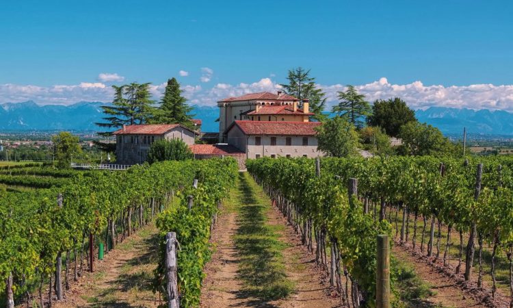 Friuli wijngaard