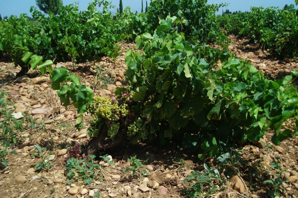 In de wijngaard van Château de Beaucastel