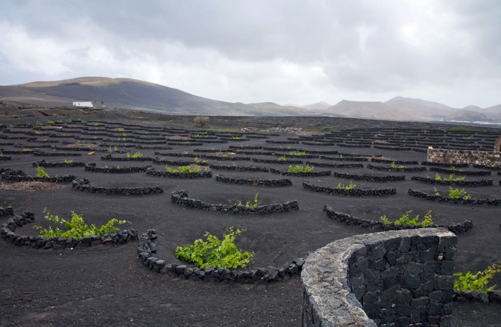 La Geria - wijngaard op Lanzarote