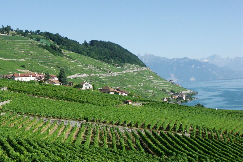 Lavaux wijngaardterrassen