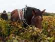 Paard in wijngaard van Jerome Lefevre in de Champagne