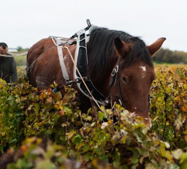 Paard in wijngaard van Jerome Lefevre in de Champagne