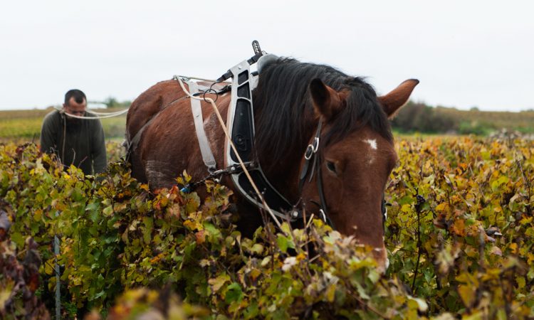 Paard in wijngaard van Jerome Lefevre in de Champagne