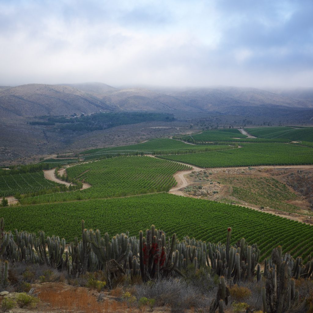 Talinay vineyard (foto ©tabalí)