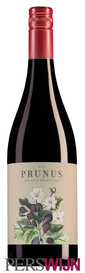 Prunus Tinto 2020