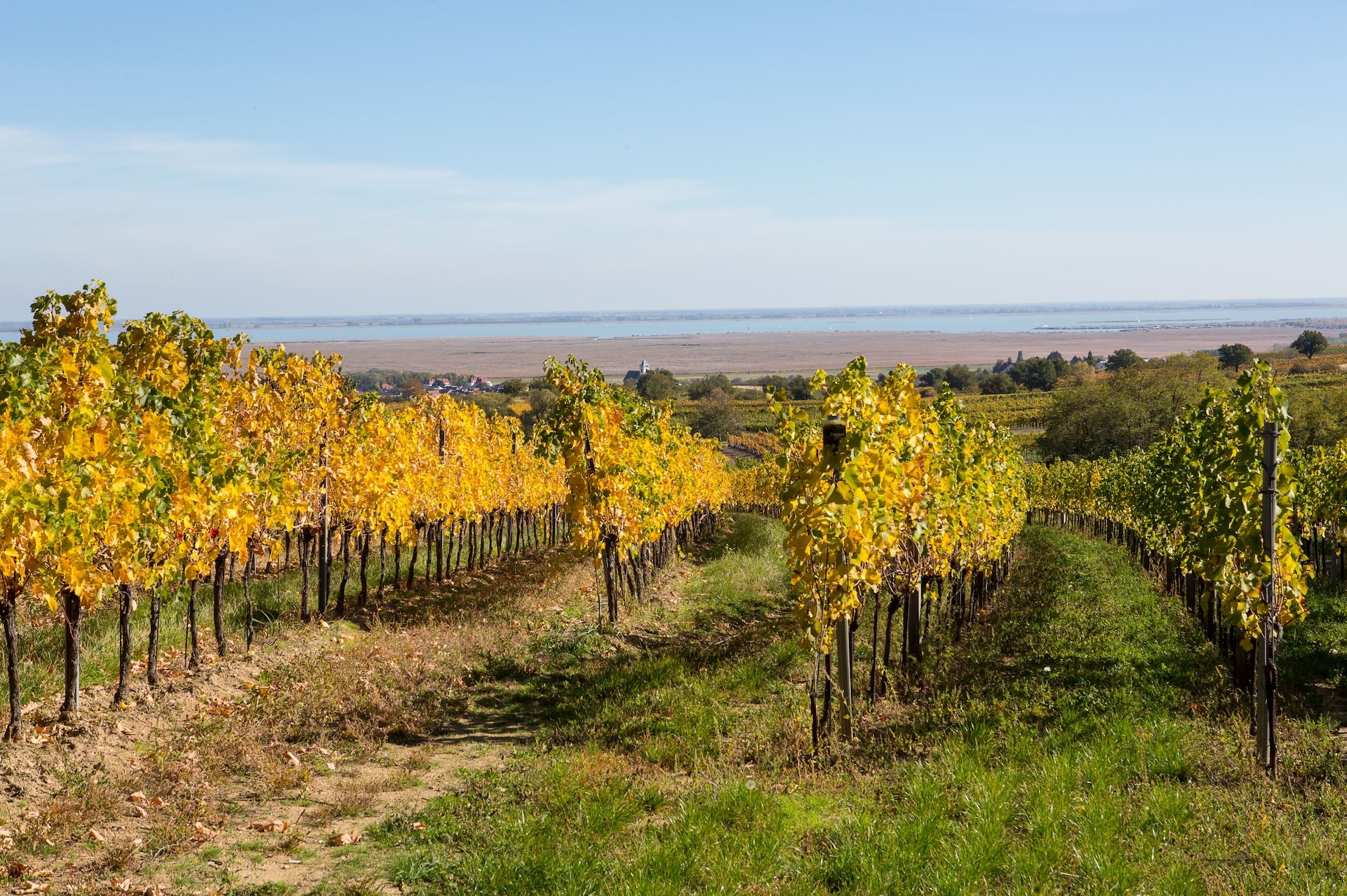 Oostenrijkse Weissburgunders