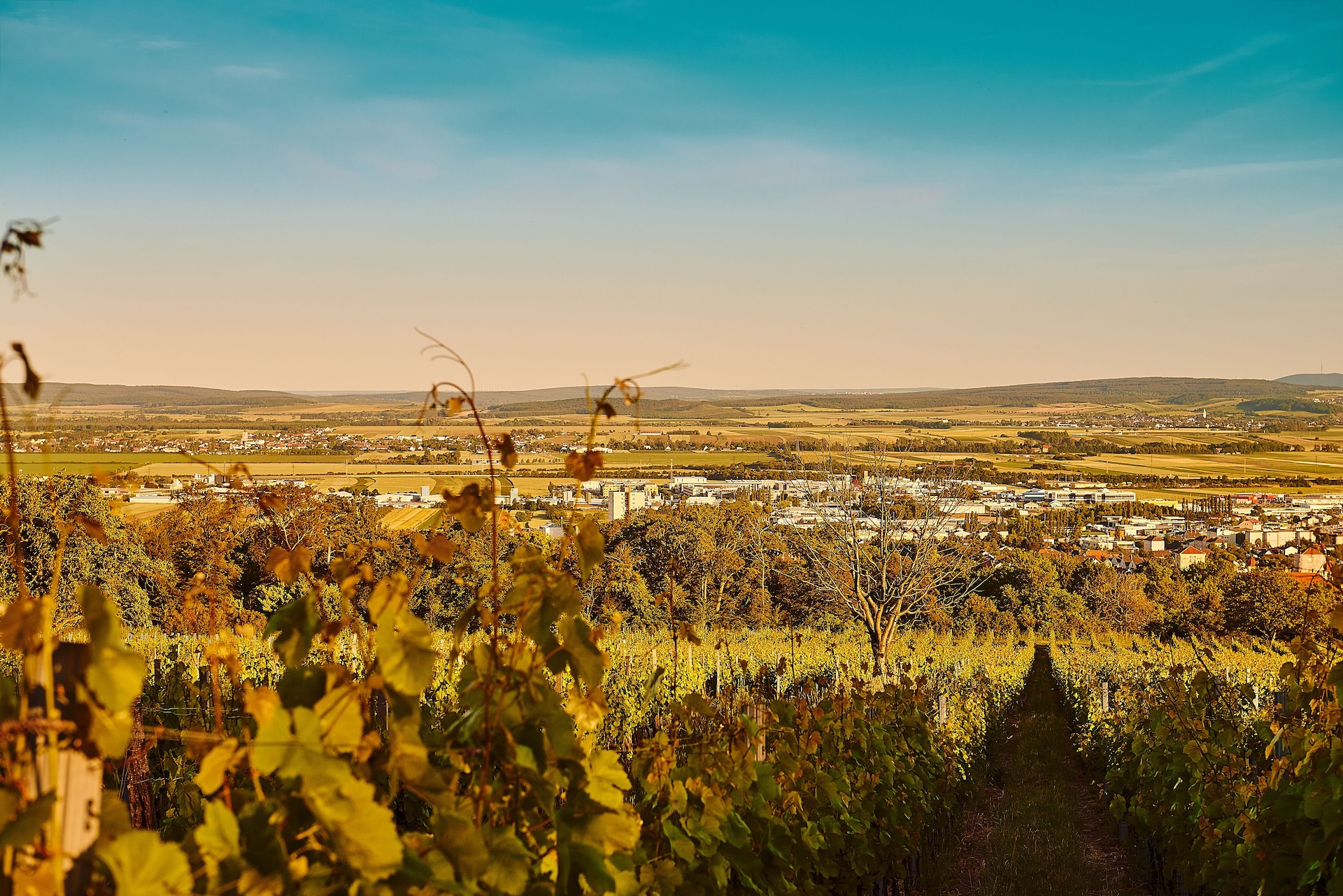 Oostenrijkse Weissburgunders