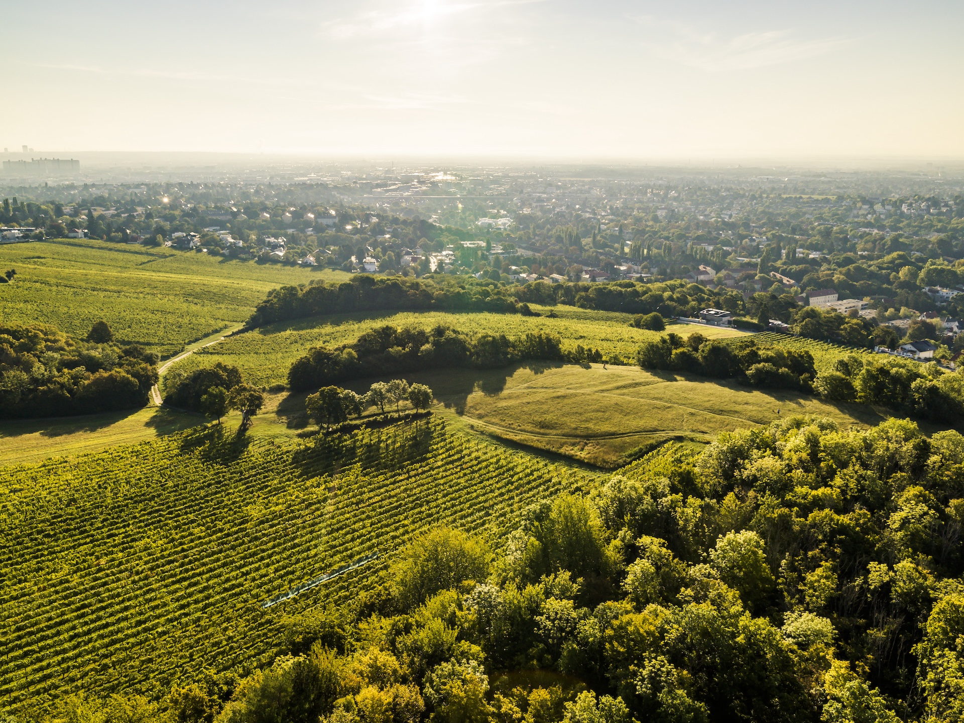 Oostenrijkse Weissburgunders