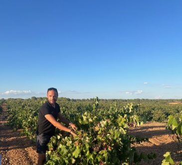 In de wijngaard met bobal bodegas Ponce