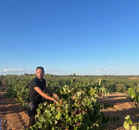 In de wijngaard met bobal bodegas Ponce