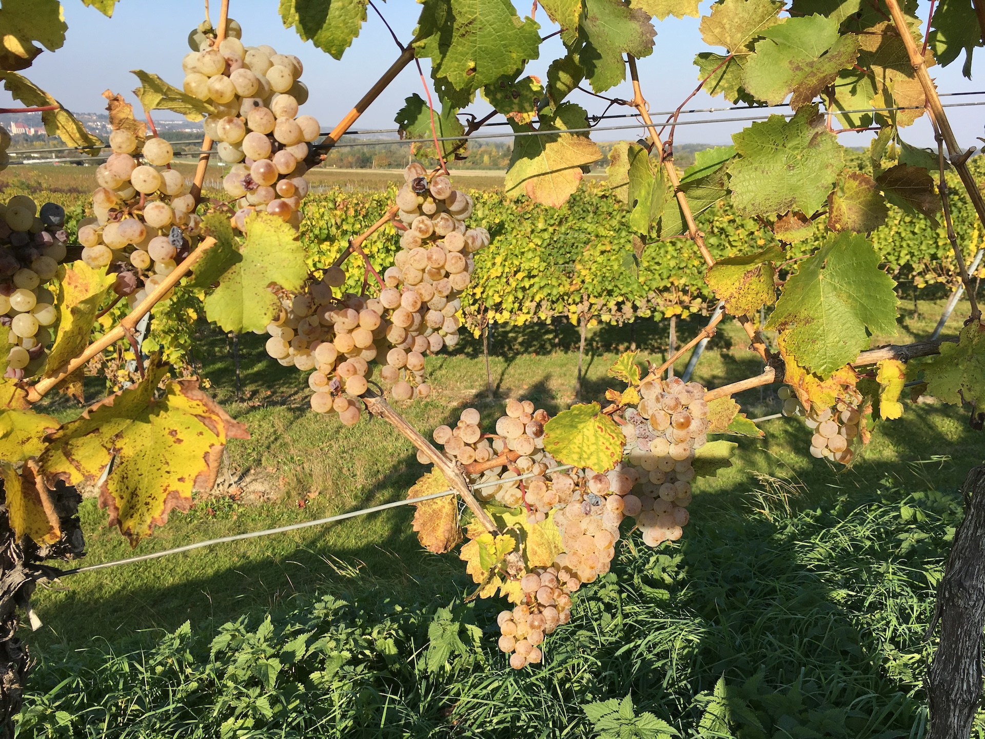 Wachau rechteroever - Herfst in de wijngaard