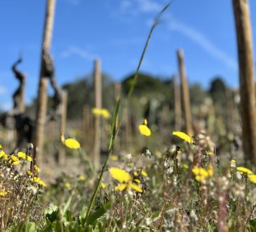 Millésime Bio: biologische wijnen geproefd