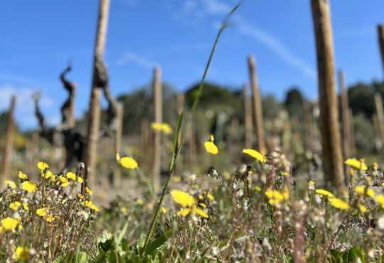 Millésime Bio: biologische wijnen geproefd