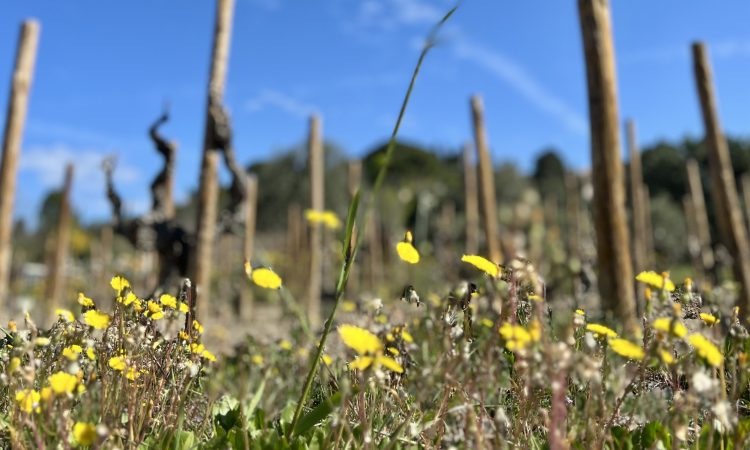 Millésime Bio: biologische wijnen geproefd