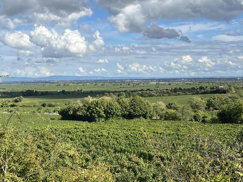 riesling grosses gewachse Idig