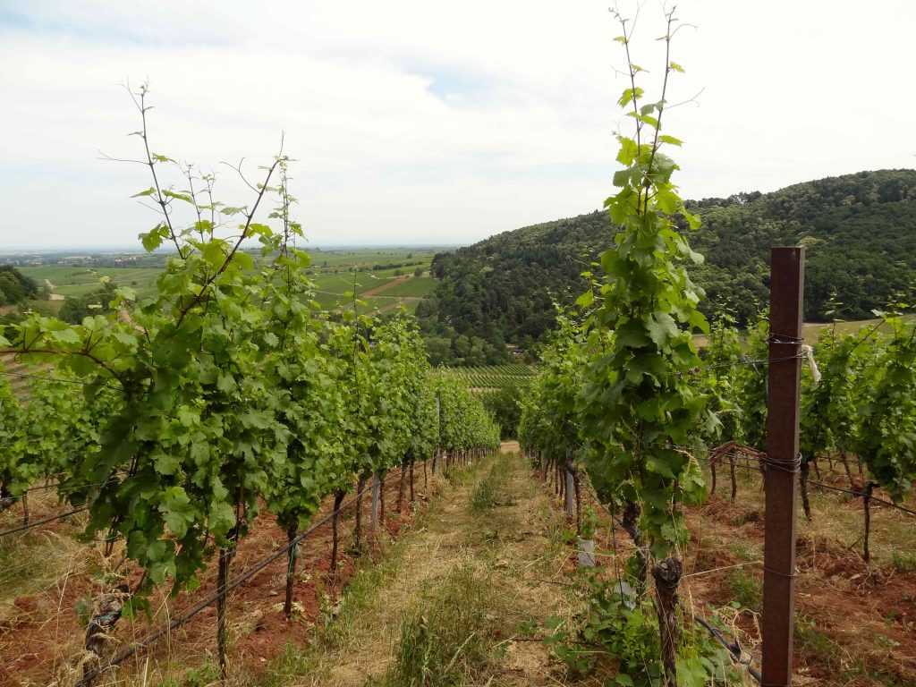 riesling grosses gewachse Kastanienbusch