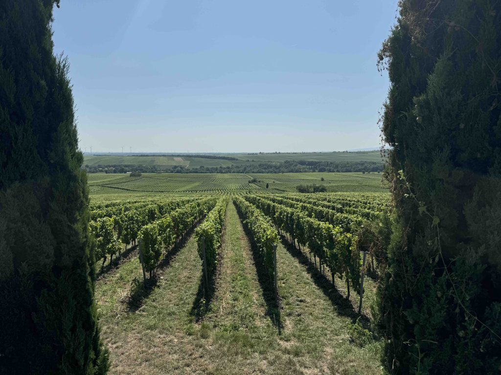 riesling grosses gewächse Morstein