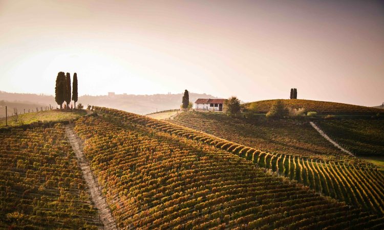 Nizaa landschap - barbera op zijn best