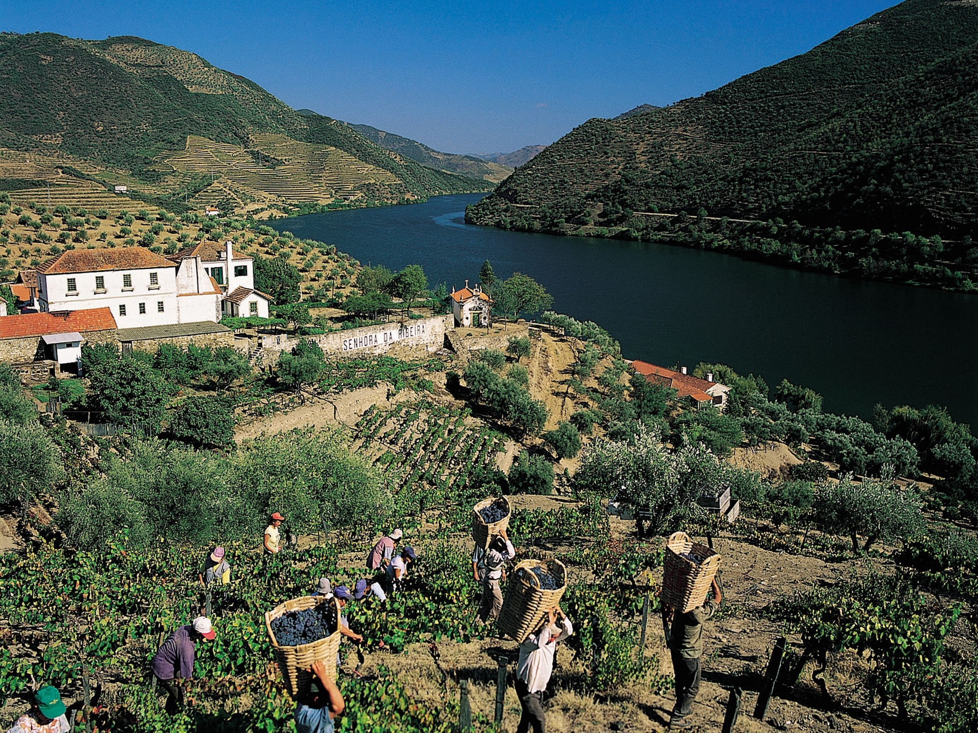 Symington Vintage Ports - Quinta do Senhora da Ribeira