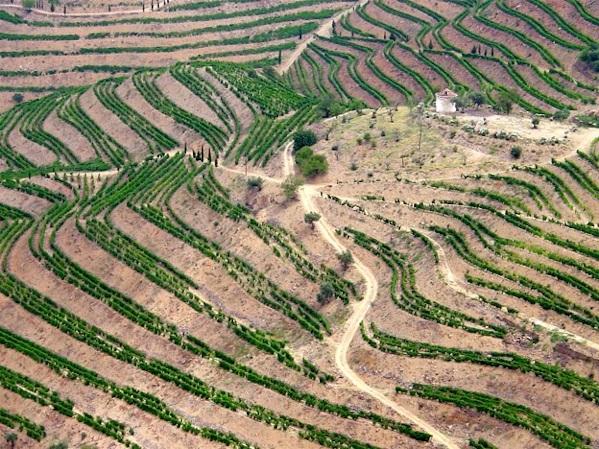 Symington Vintage Ports - Quinta do Vesuvio 3