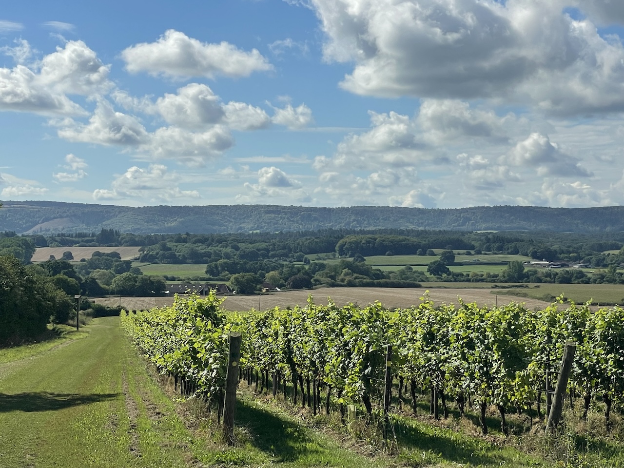 Nyetimbers wijngaarden met zicht op de South Downs