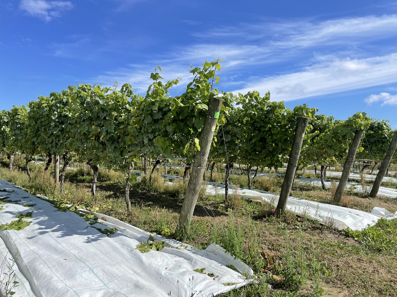 Neytimber Witte zeilen reflecteren het zonlicht voor extra warmte