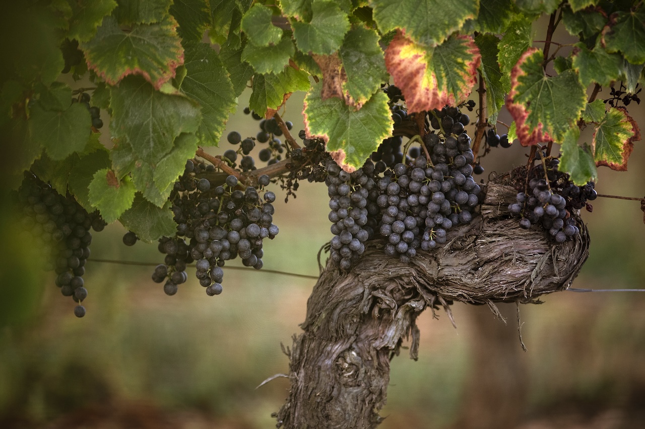 Appellation Cahors - Malbec ©Château du Cèdre