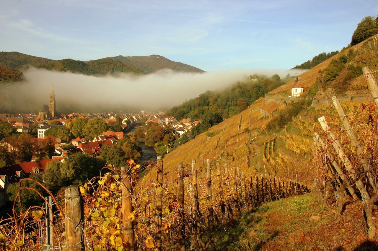 Grand Cru Rangen de Thann Clos Saint Urbain - ©Norbert Hecht