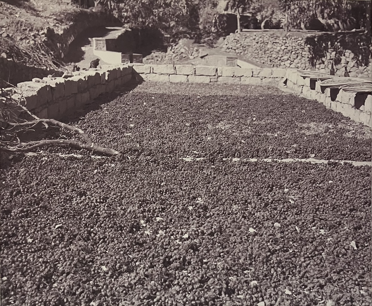 Wijn uit Cyprus Foto van een oude van foto van drogende druiven ©Bart de Vries
