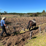 Seminar: wines from the Secano Interior in Maule, Chili