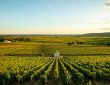 Louis Jadot 2022