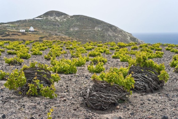 Mijn nieuwe liefde: Assyrtiko, de Riesling van de warme klimaten