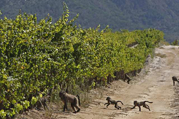 Bavianen in de wijngaard (Foto: Latimes.com)