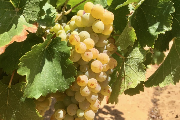 Bijna rijpe chenin blanc in Skurfberg (Olifantsrivier)