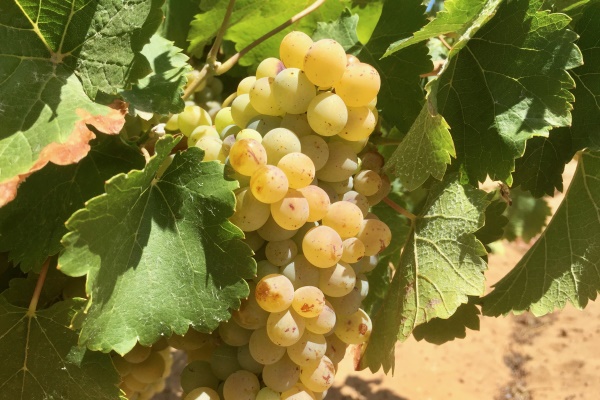 Bijna rijpe chenin blanc in Skurfberg