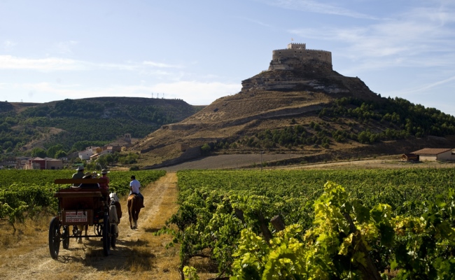 Burgos - De wijngaarden van de Ribera del Duero