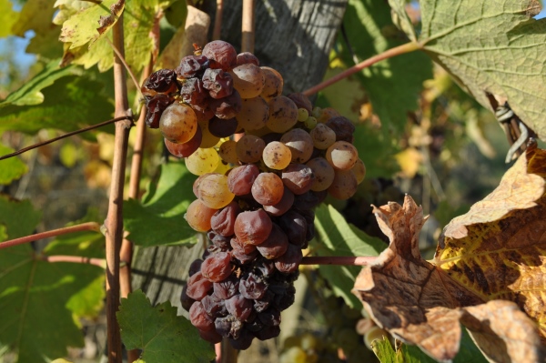 Chenin - Botrytis