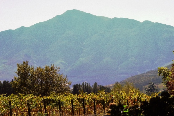 Chenin - Franschhoek