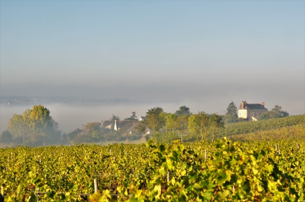 Chenin - Wijngaard in Coteaux du Layon