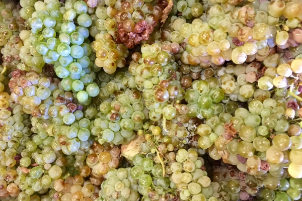 Eerste oogst chenin blanc 2017 uit Paardeberg (Swartland)