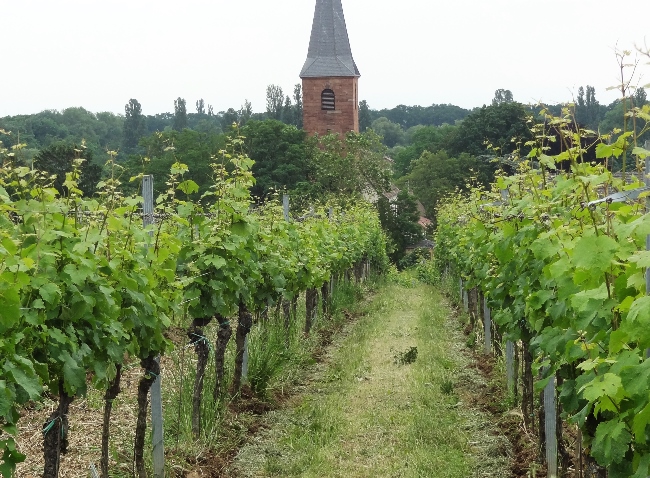Forster Kirchenstuck, duurste wijngaard van de Pfalz