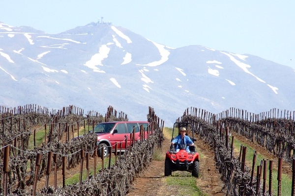 Wijngaard in the Golan Heights (Bron: Israel21c)