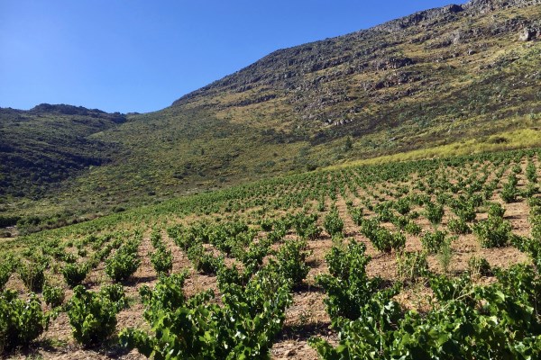 Grenache noir bij Tierhoek (Piekenierskloof)