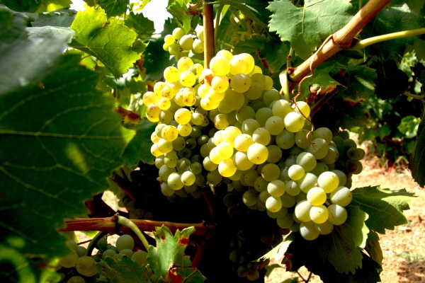 Grenache Blanc (Foto: Jean Giralt)